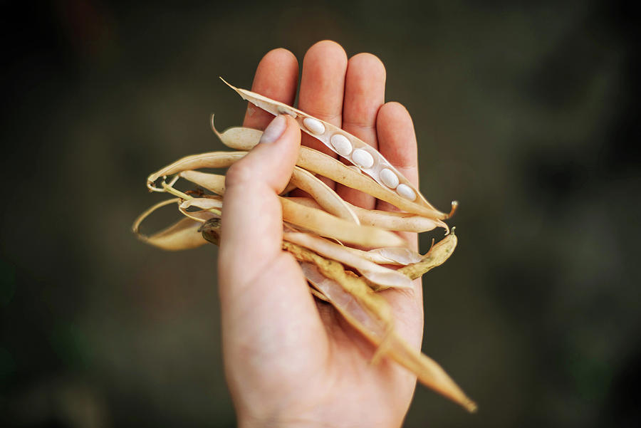 Woman Holding Dried Bean Pods In Their Hands Photograph by Cavan Images ...