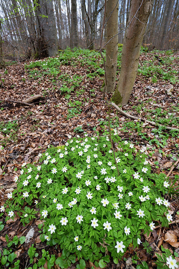 Spring Photograph - Wood Anemone In Beech Forest In Spring, Anemone Nemorosa, Hainich National Park, Thuringia, Germany, Europe #1 by Konrad Wothe