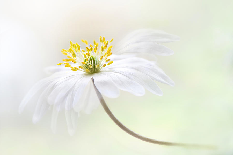 Flower Photograph - Wood Anemone #1 by Jacky Parker