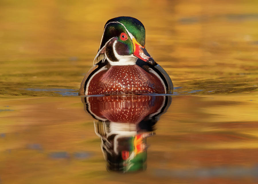 Wood Duck Photograph by Jerry Fornarotto