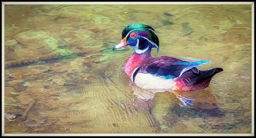 Wood Duck, Male, Swimming in a Stream #1 Photograph by A Macarthur Gurmankin