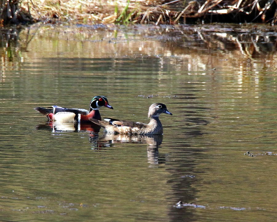 Wood Duck Pair #1 Photograph by Arvin Miner