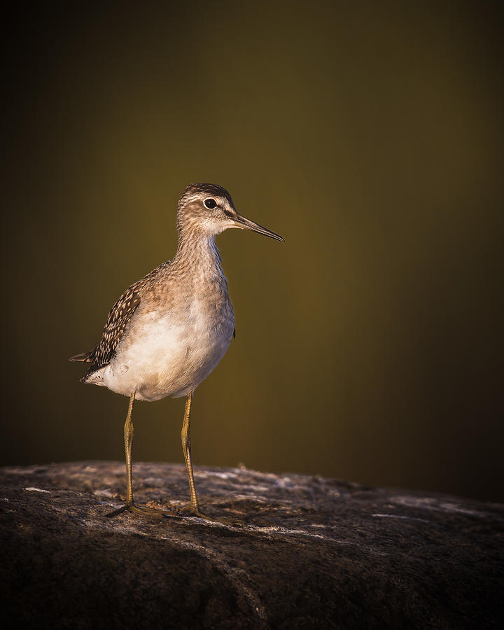 Wildlife Photograph - Wood Sandpiper On Migration #1 by Magnus Renmyr
