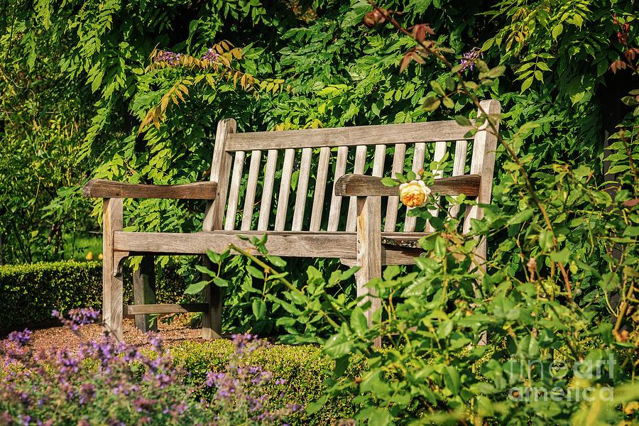 Wooden garden bench #1 Photograph by Sophie McAulay