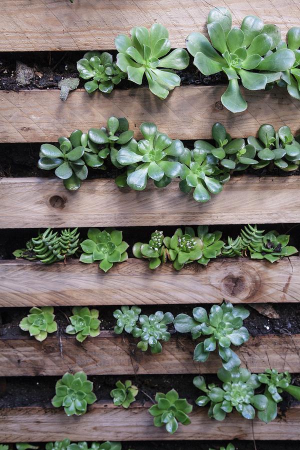 Wooden Pallets Planted With Succulents And Mounted On Wall #1 Photograph by Laura Rizzi