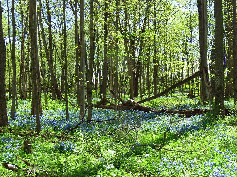 Woodland Bluebells  #2 Photograph by Lori Frisch