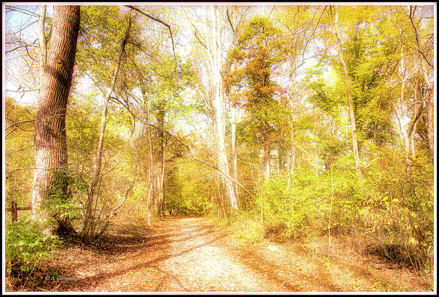 Woodland Path, Autumn, Montgomery County, Pennsylvania #1 Photograph by A Macarthur Gurmankin