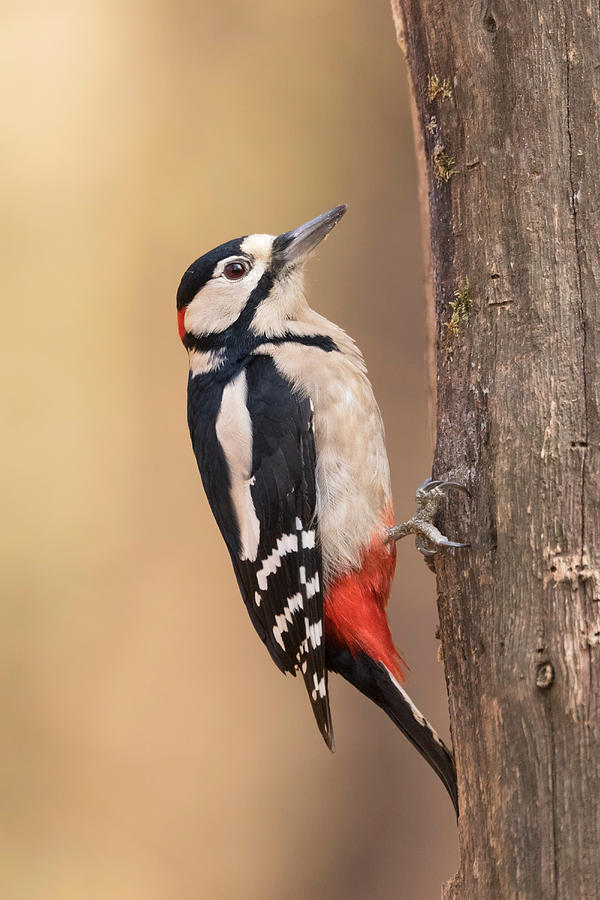Woodpecker #1 Photograph by Paolo Bolla