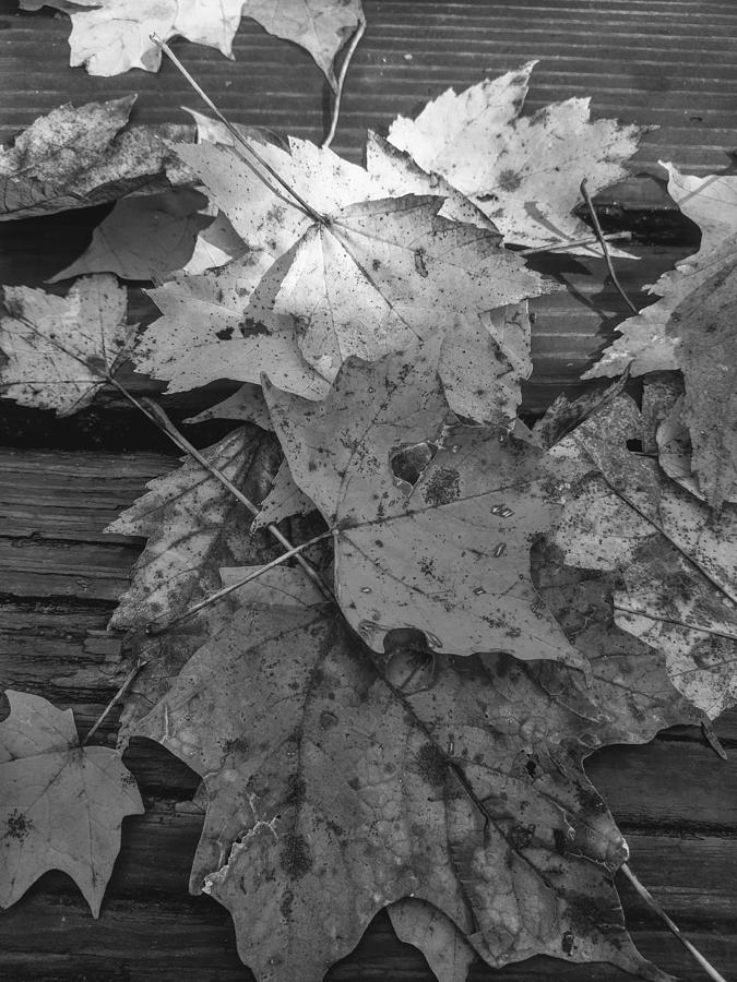 Woody Leaves Photograph by Jessica Greene - Fine Art America