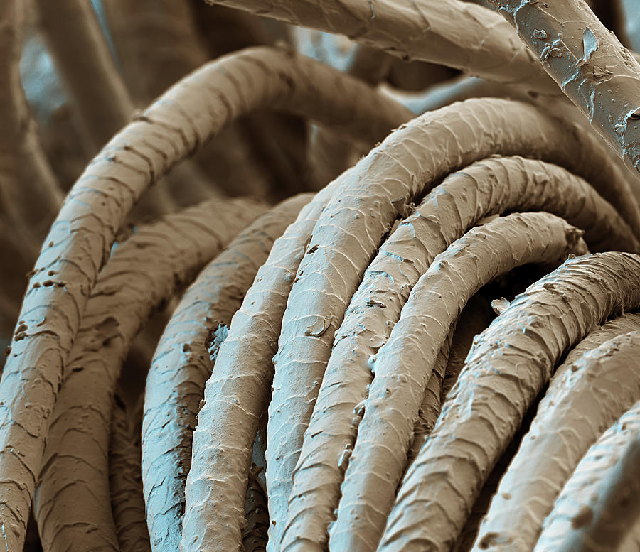 Wool Fibers, Sem #1 Photograph by Oliver Meckes EYE OF SCIENCE