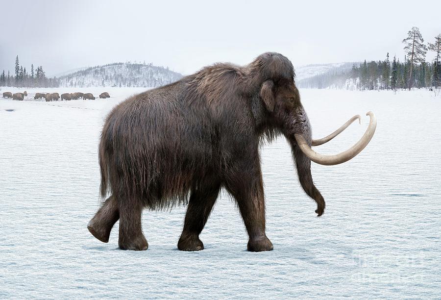 Woolly Mammoth #1 Photograph by Roman Uchytel/science Photo Library