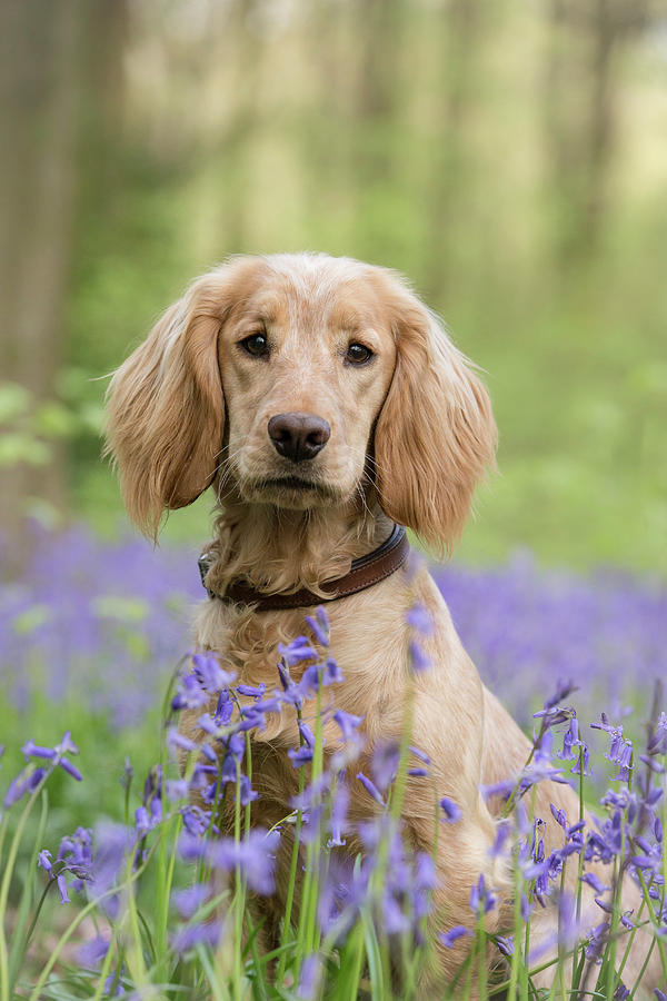 Working Cocker Spaniel Puppy In Woodland, Hampshire, Uk Photograph by