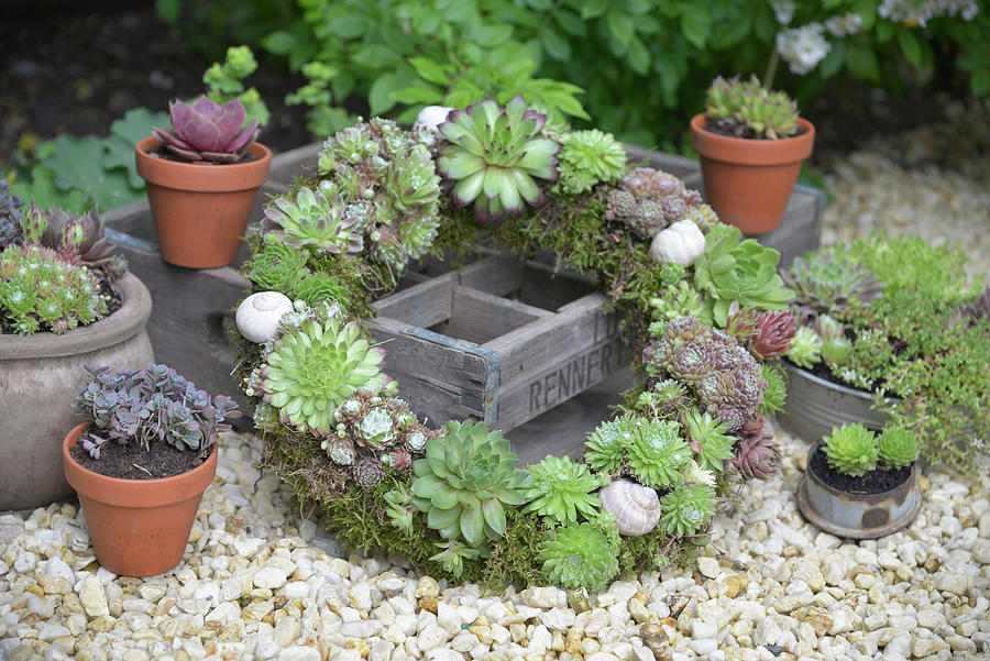 Wreath Of Various Houseleek Plants With Moss And Snail Shells #1 Photograph by Daniela Behr