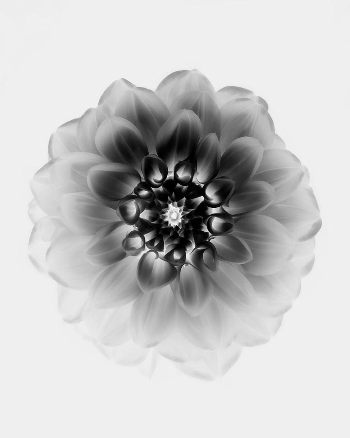 Nature Photograph - X-ray #1 by Alex Zhao