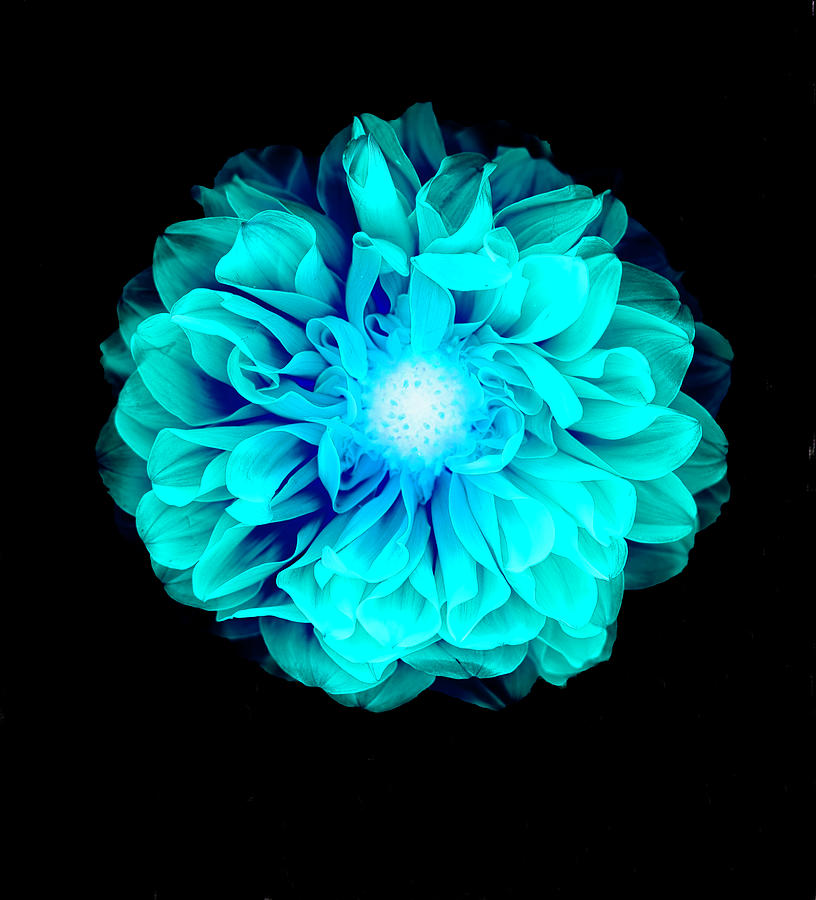 X-ray Like Image Of A Flower Photograph by Chris Parsons