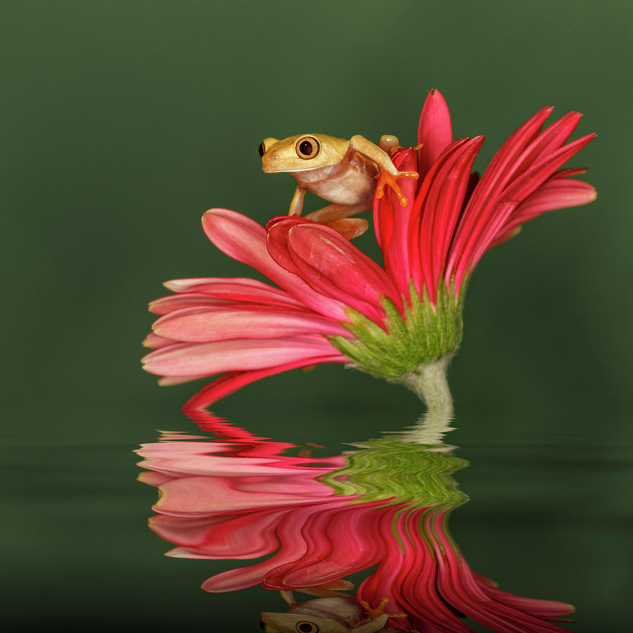 Adam Jones Photograph - Xanthic Red-eyed Tree Frog by Adam Jones Adam Jones Photograph - Xanthic Red-eyed Tree Frog by Adam Jones