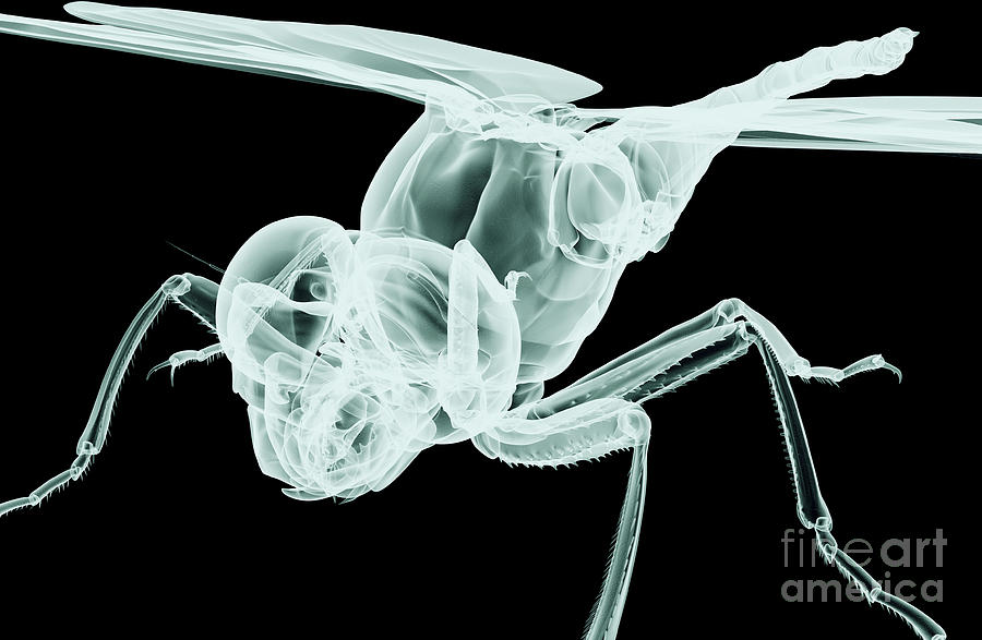 Clipping Digital Art - Xray Image Of An Insect Isolated On by Posteriori Clipping Digital Art - Xray Image Of An Insect Isolated On by Posteriori