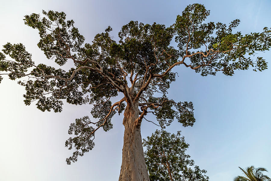 Yang Na Yai Tree - Huge Tree In The South Of Koh Phangan. Thailand #1 Photograph by Robin Runck