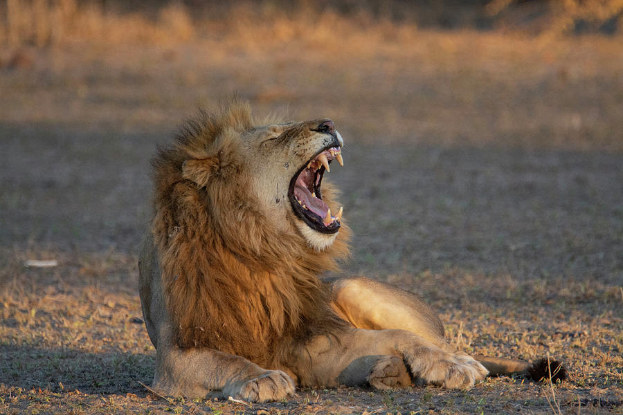 Yawning King at Sunset #2 Photograph by Patrick Nowotny