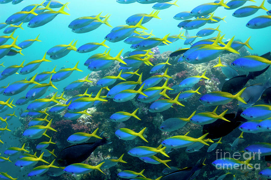 Yellow And Blueback Fusiliers #1 Photograph by Georgette Douwma/science Photo Library