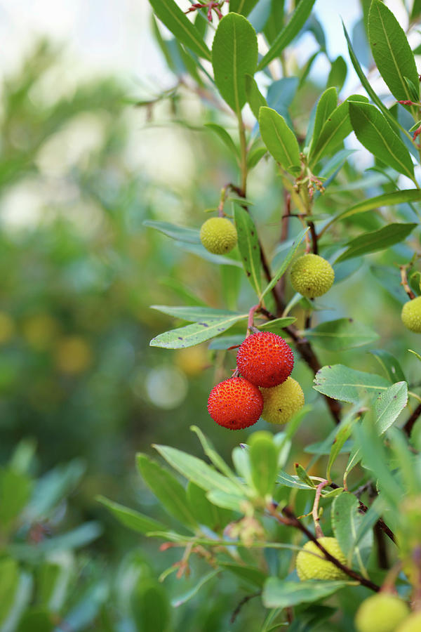 Yellow And Red Fruits On Strawberry Tree #1 Photograph by Angelica Linnhoff