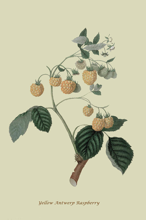 Yellow Antwerp Raspberry #1 Painting by William Hooker