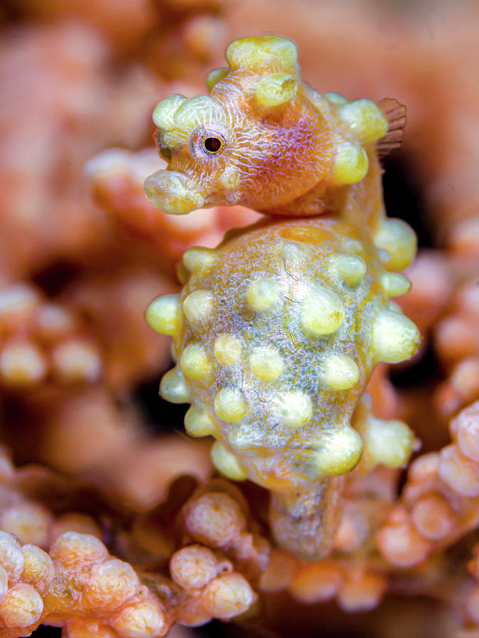 Yellow Bargabanti Pygmy Seahorse #1 Photograph by Bruce Shafer