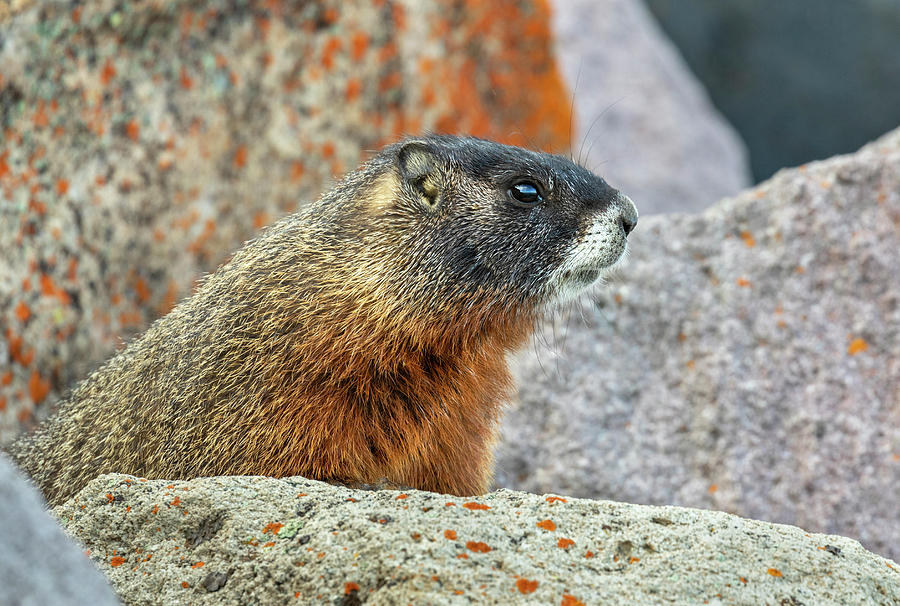 Yellow-bellied Marmot In Rocks #1 Photograph by Ivan Kuzmin