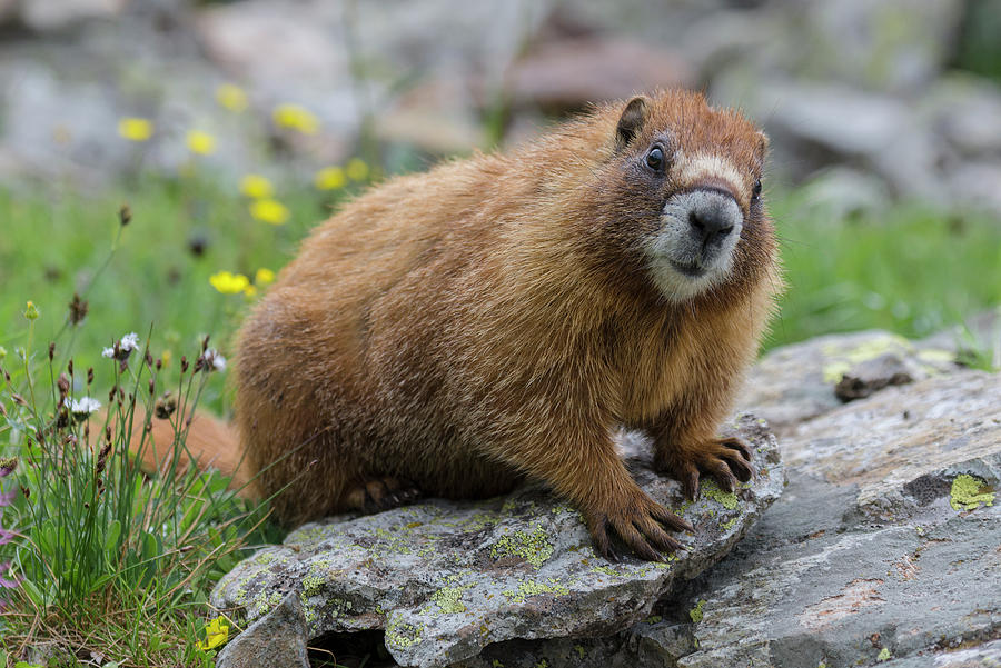 Yellow-bellied Marmot #1 Photograph by Jeff Foott