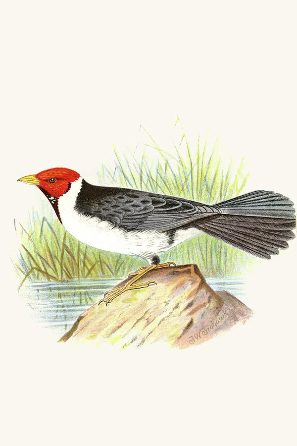 Yellow Billed Cardinal, Brown Throated or Lesser Cardinal #1 Painting by F.W. Frohawk