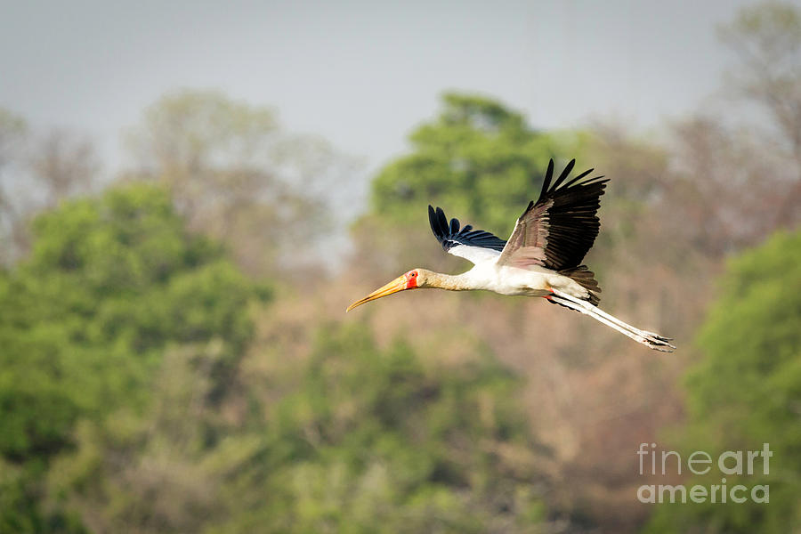 Yellow Billed Stork In Flight #1 Photograph by Timothy Hacker