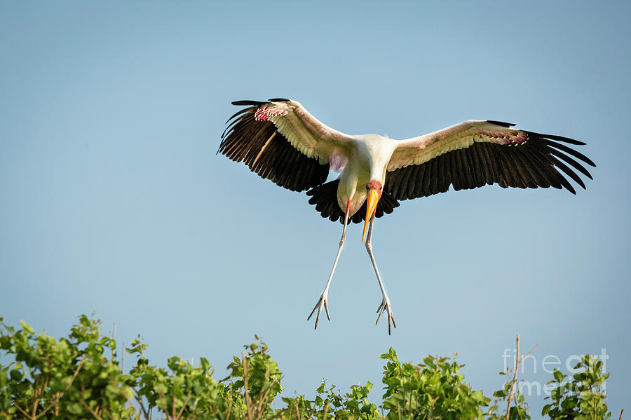 Yellow Billed Stork Landing #2 Photograph by Timothy Hacker