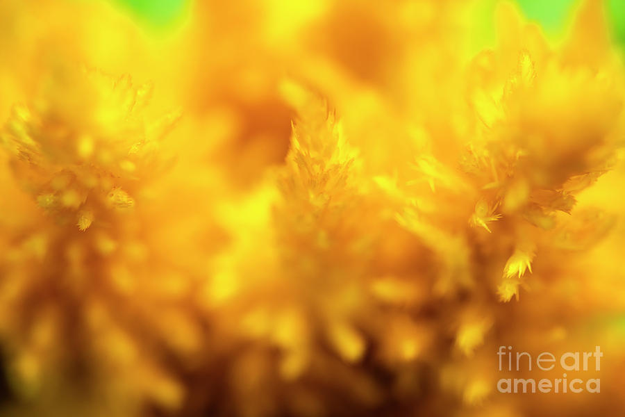 Yellow Celosia Flower Abstract #1 Photograph by Raul Rodriguez