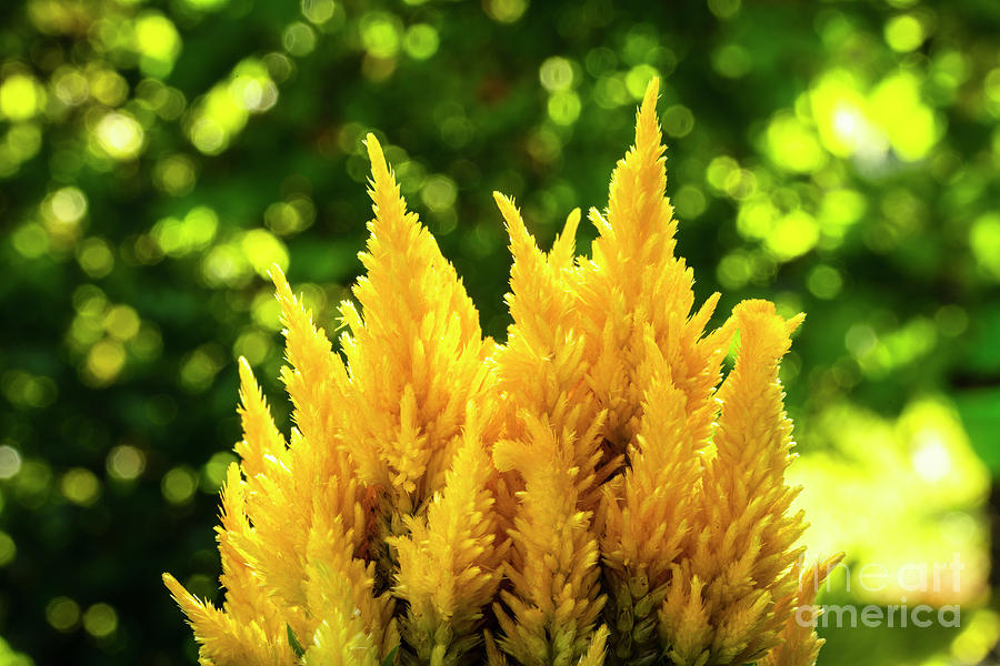 Yellow Celosia Flower #2 Photograph by Raul Rodriguez