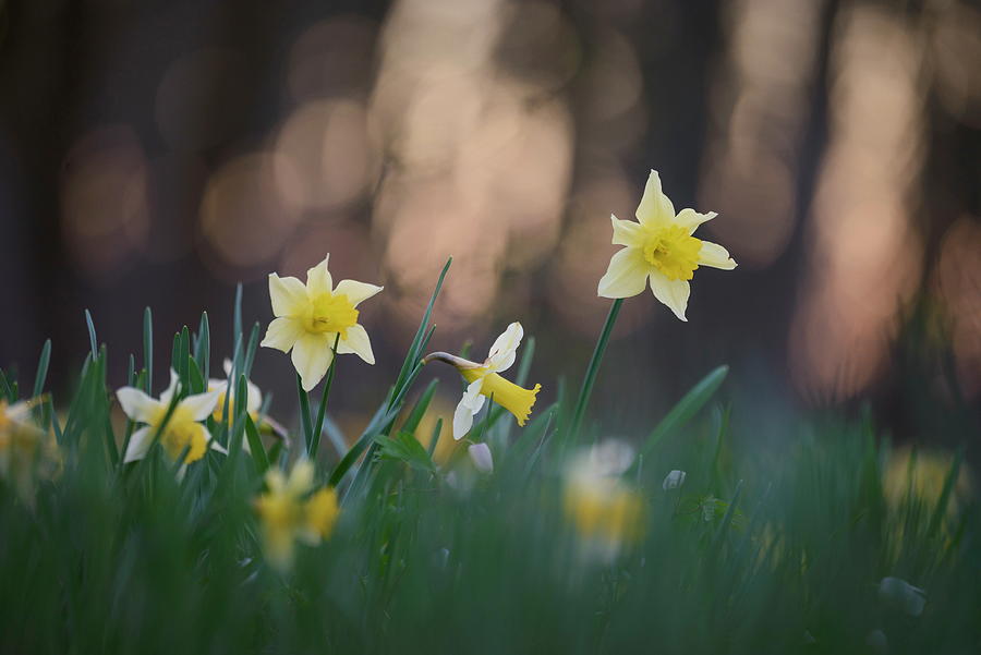 Nature Digital Art - Yellow Daffodils, Wallonia, Belgium #1 by Andreas Keil