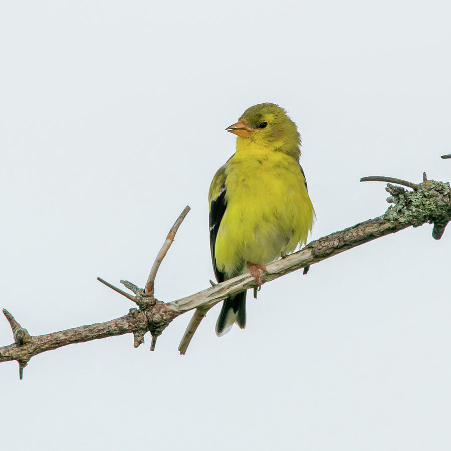 Yellow Finch #1 #1 Photograph by David Heilman
