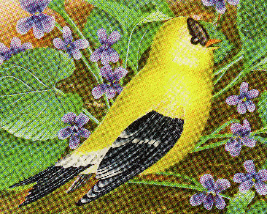 Canary Drawing - Yellow Finch #1 by CSA Images