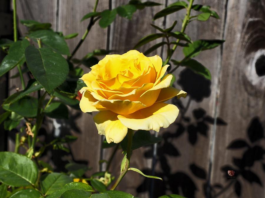 Yellow Garden Rose #1 Photograph by Richard Thomas