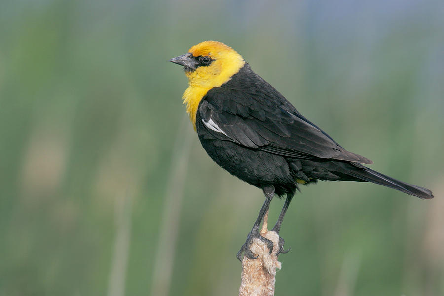 Yellow-headed Blackbird #1 Photograph by James Zipp
