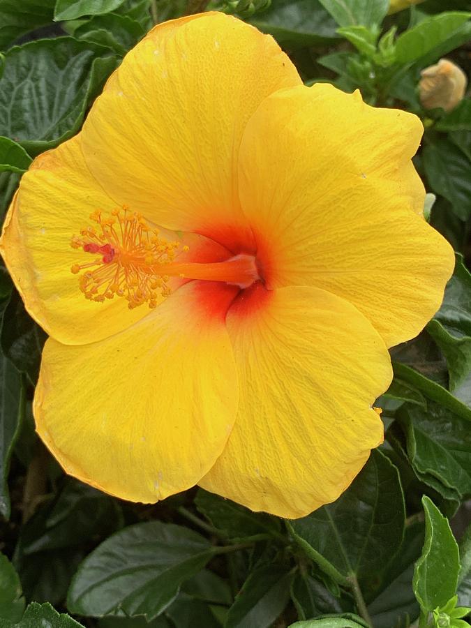 Yellow Hibiscus #1 Photograph by Kim Bogden - Fine Art America