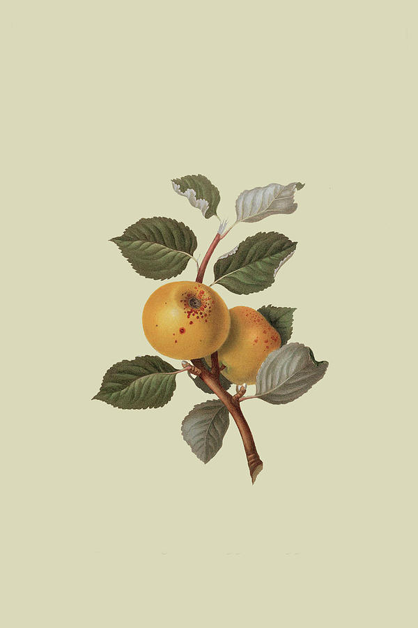 Yellow Ingestrie Pippin - Apple #1 Painting by William Hooker