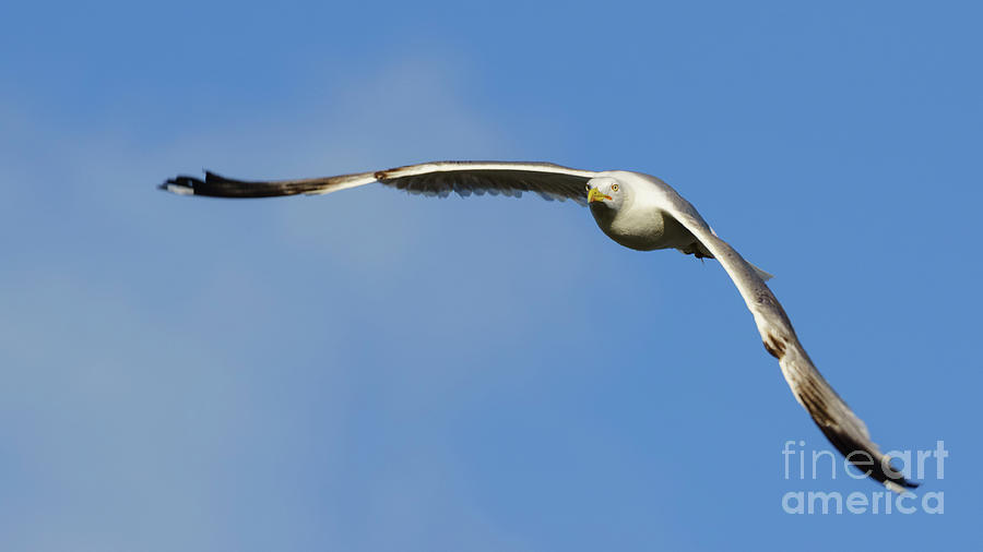 Yellow-legged Gull Flying #1 Photograph by Pablo Avanzini