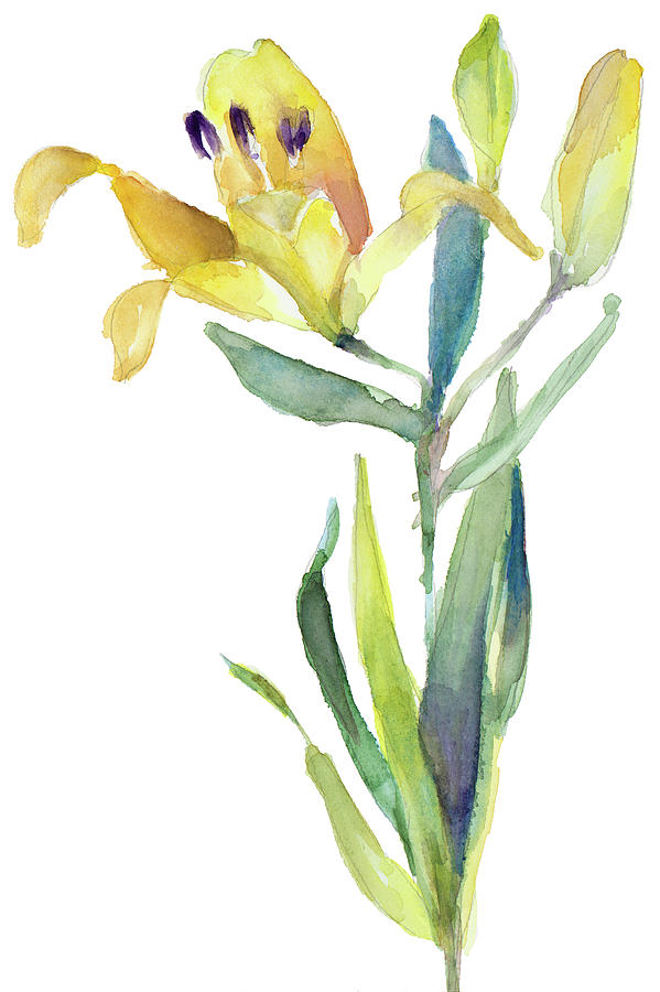 Lily Painting - Yellow Lily #1 by Lanie Loreth