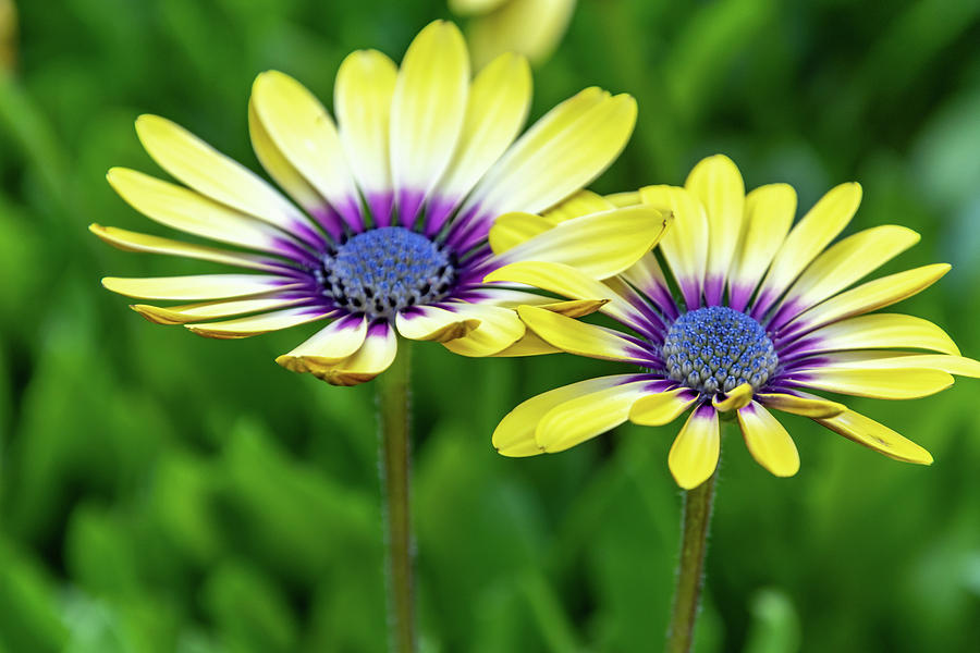 Yellow Oesteospermum Daisy Flowers with Purple Outer and Blue Ce by Merrillie Redden Yellow Oesteospermum Daisy Flowers with Purple Outer and Blue Ce by Merrillie Redden