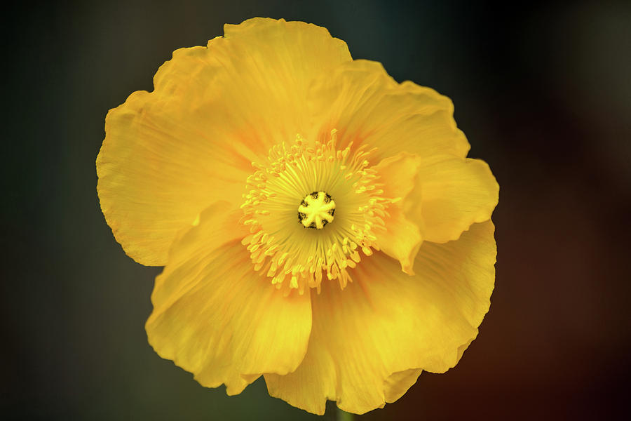 Yellow Poppy #1 Photograph by Don Johnson