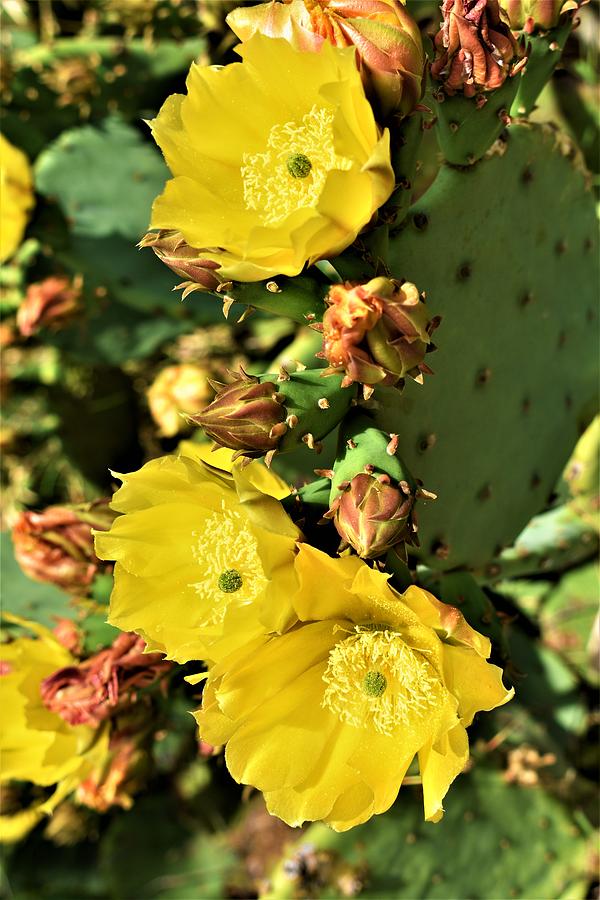 Yellow Prickly Pear Cactus Flower Photograph by Daniel Haynie | Fine