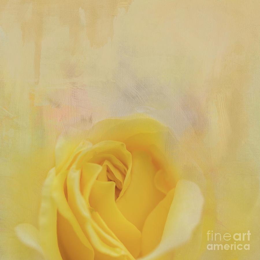 Yellow Rose #2 Mixed Media by Eva Lechner