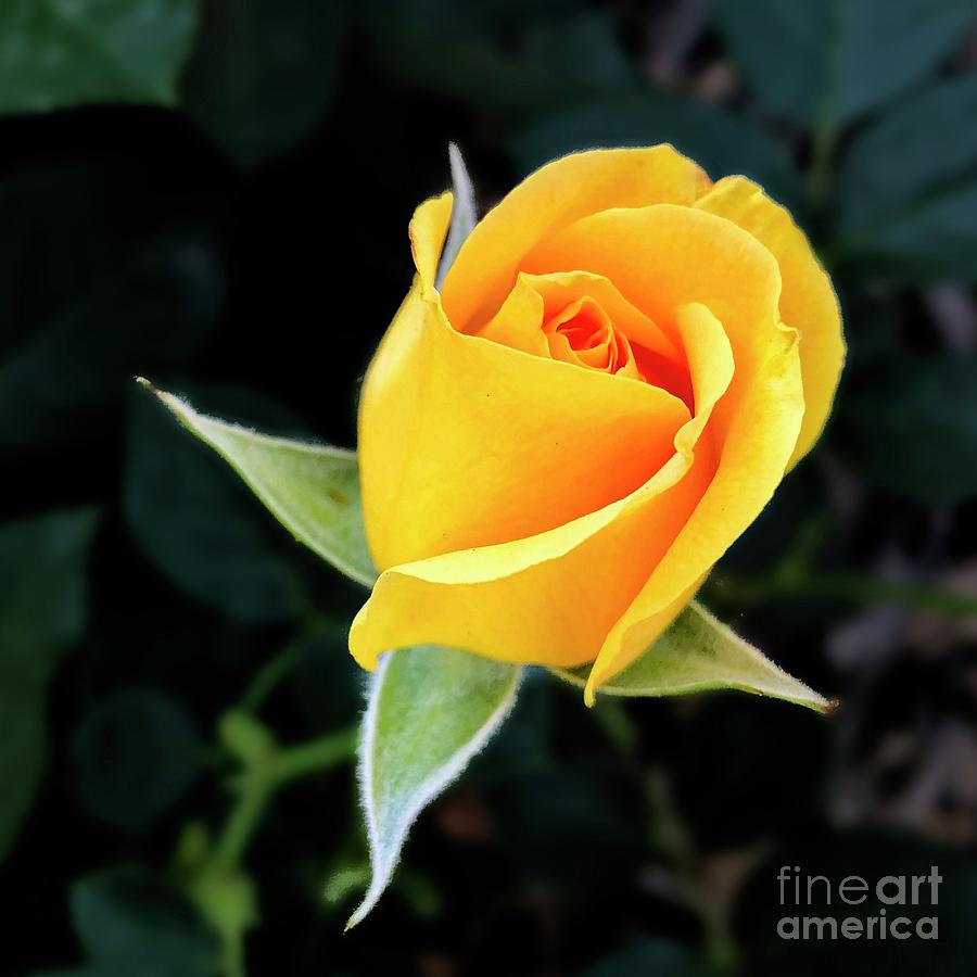 Yellow Rose Bud by Linda Carol Case