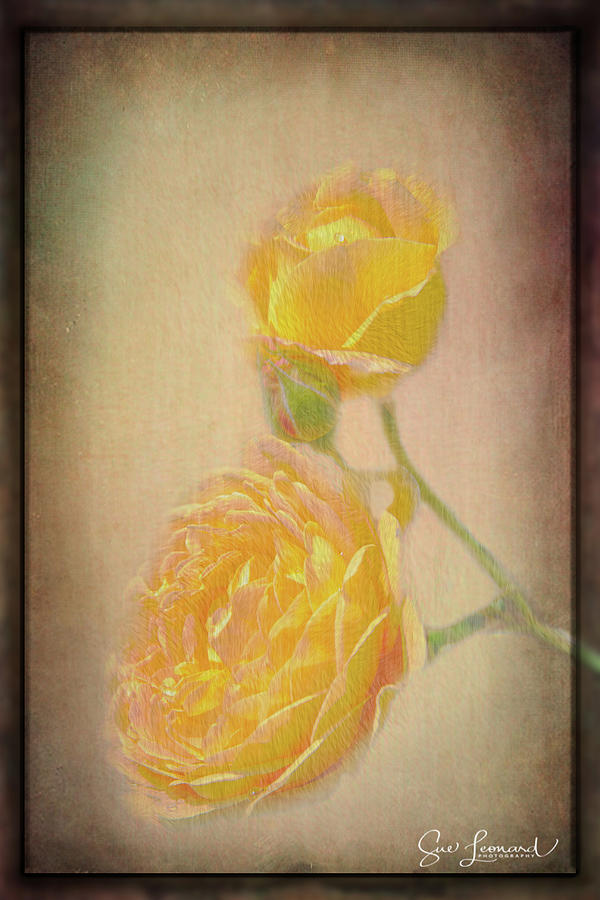 Yellow Roses #1 Photograph by Sue Leonard