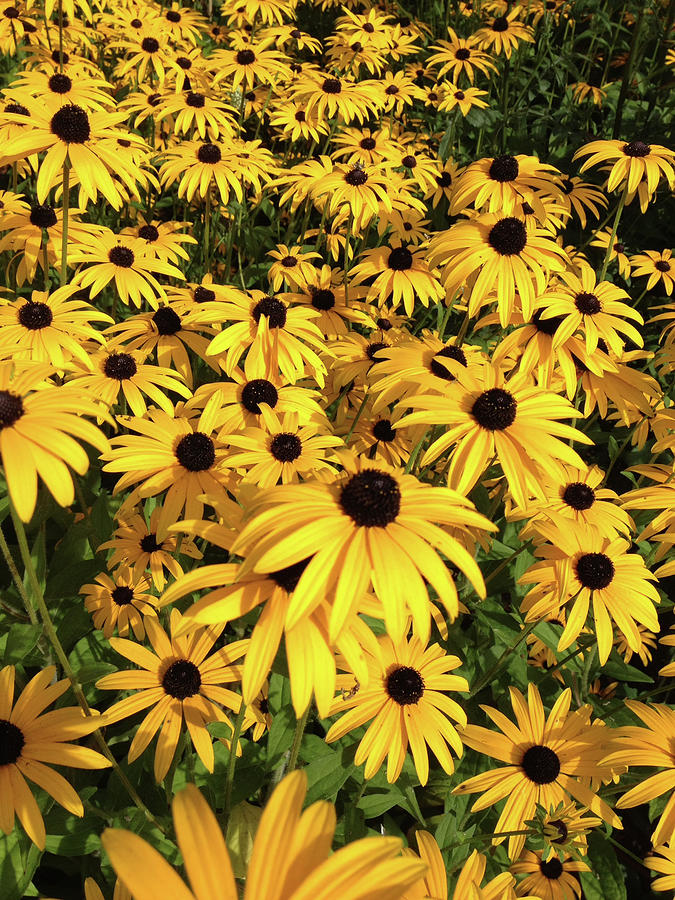 Yellow rudbeckia flowers #1 Photograph by Seeables Visual Arts